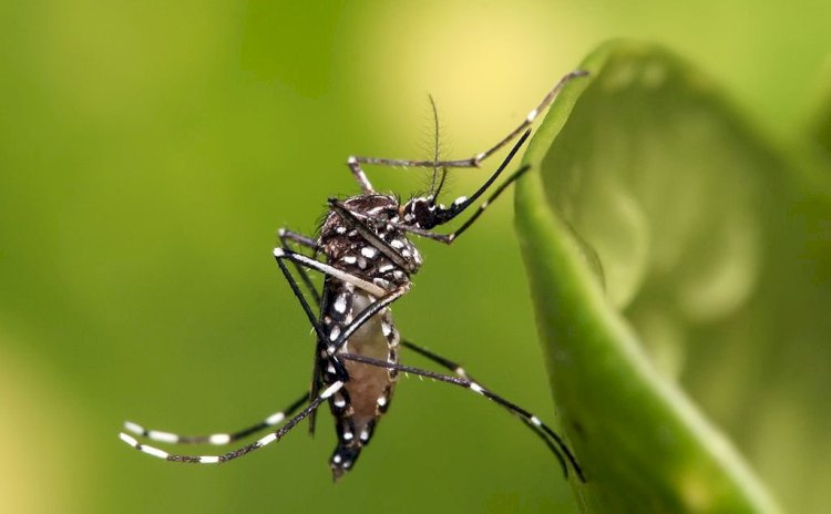 Alerta para 2024: Saúde no Brasil Enfrenta Desafios Cruciais com Doenças Respiratórias, Dengue e Vacinação Infantil