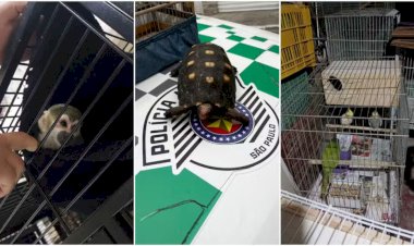 Brasil Intensifica Combate ao Tráfico de Animais Silvestres e Maus-Tratos: Operações e Investigações em Destaque