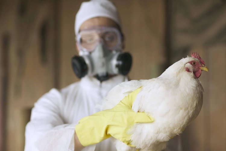 Alerta de Saúde em 2025: Epidemia de Dengue, Gripe Aviária e Novas Medidas Médicas no Brasil!